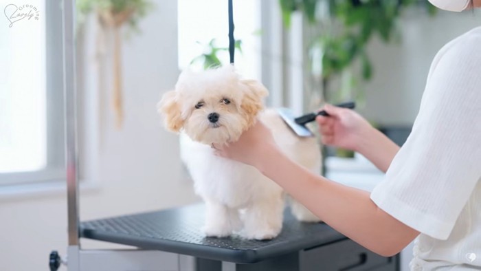ブラッシングされるぽぬちゃん