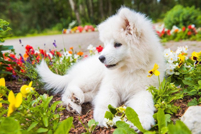 花壇に入ってしまった子犬