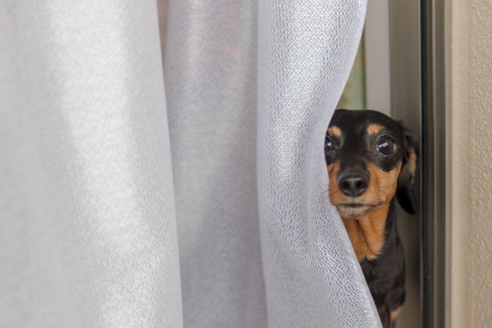 カーテンから覗く犬