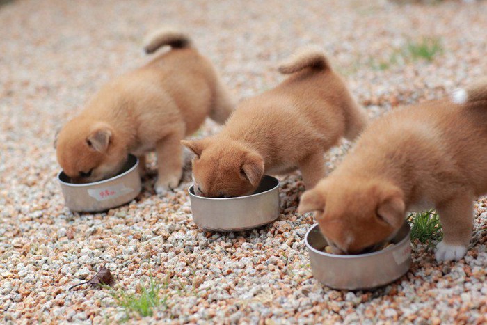 ごはんを食べる柴の子犬たち