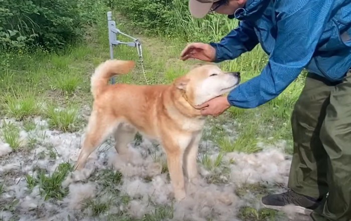 犬を撫でる人