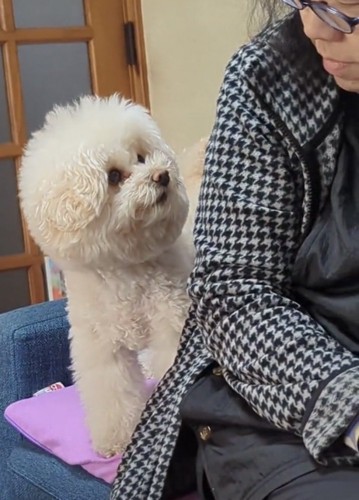 人の背中を見つめる犬