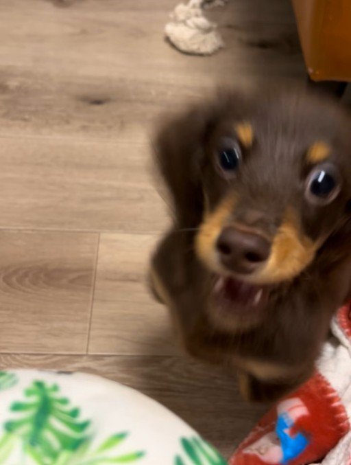 うにくんのお迎え前後のギャップ7