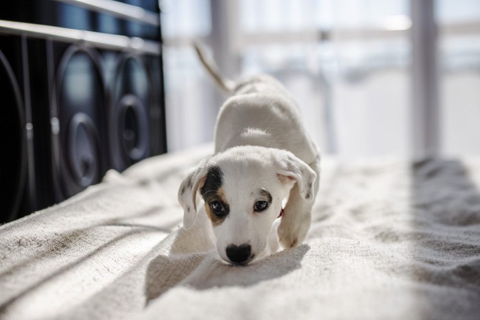 ベッドをほりほりする犬