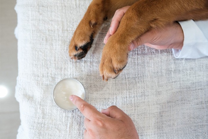 犬の手と保湿剤