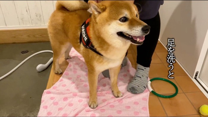 目を開いて、部屋の中を見つめる雄の犬