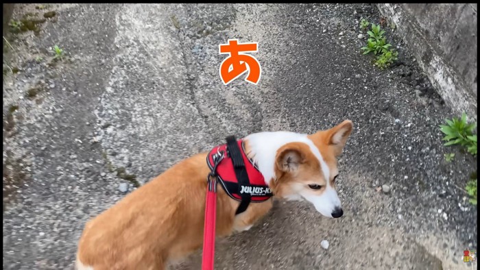 「あれっ?お姉ちゃんが来ない…」