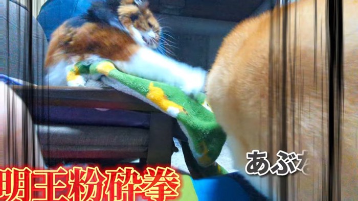 ディス子さんが怒ってパンチ!