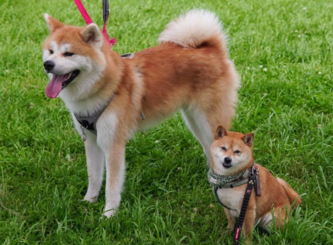 柴犬と秋田犬