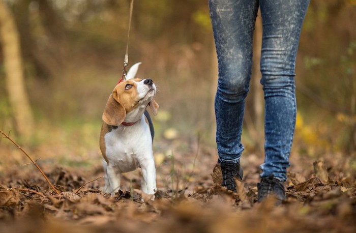 散歩中に飼い主を見上げる犬