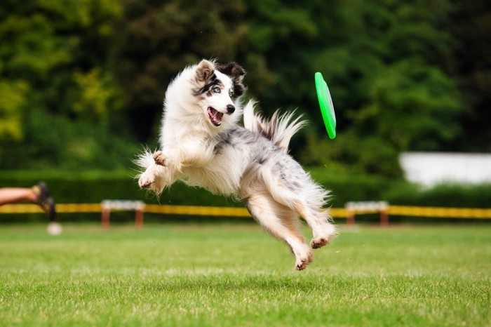 フリスビーを追いかける犬