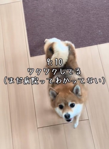 見上げる犬