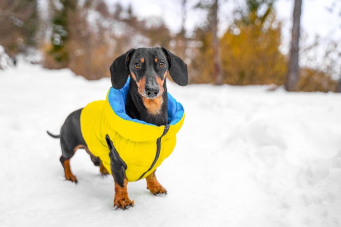 雪の上に立つ犬