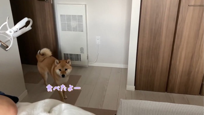 ベッドの前にいる犬