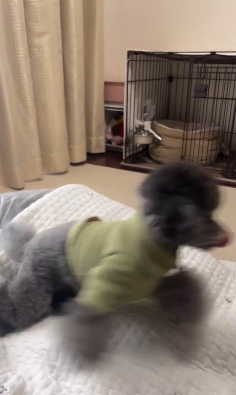 ハウスを失敗するさくらちゃん3