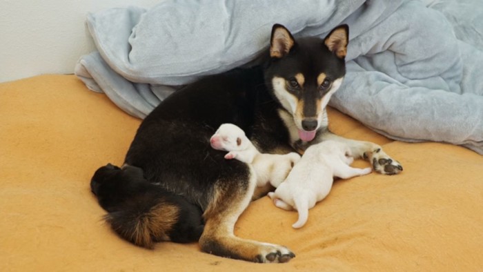 ヒナタちゃんと子犬たち