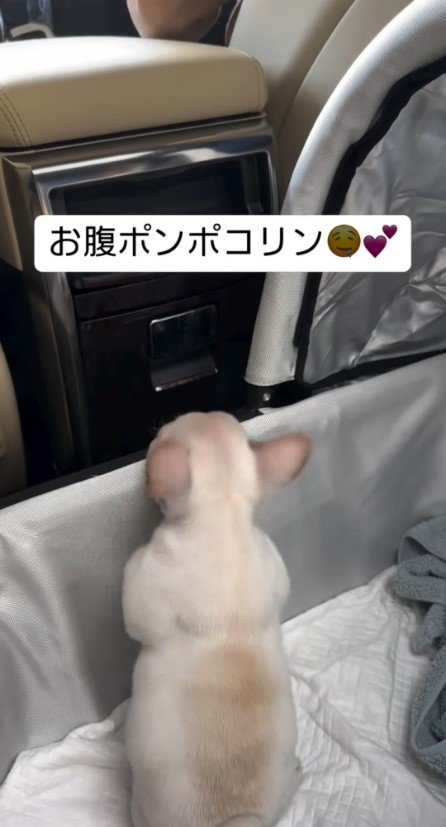 キャリーの縁で立ち上がる子犬3