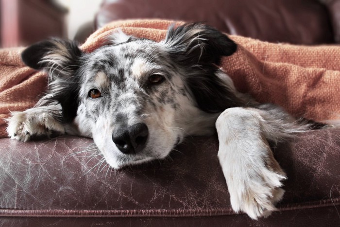 ベッドの上で伏せてこちらを見つめている犬