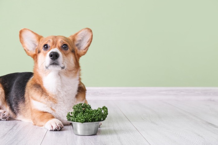 パセリが入った食器のそばで伏せている犬