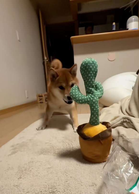 吠えるテツくん