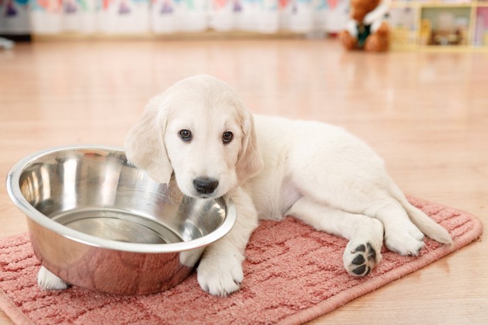 食器に顎を乗せる子犬