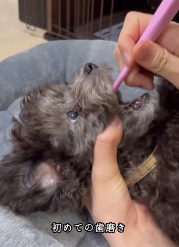 歯磨きをしてもらっている犬
