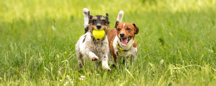 芝生を走る2頭の犬