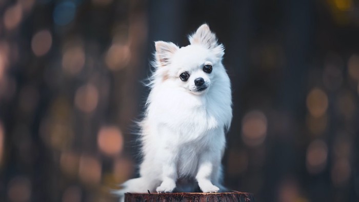 首をかしげてこちらを見つめる犬