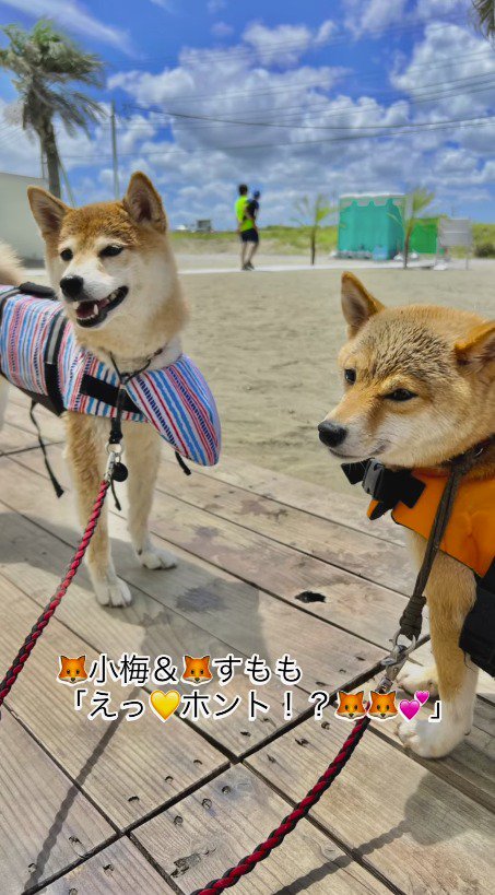 長女の柴犬を笑顔で見つめる次女の柴犬と末っ子の柴犬
