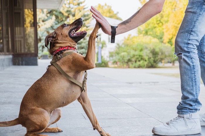 ハイタッチする女性と犬