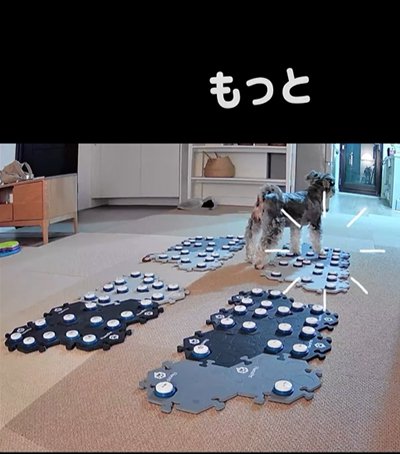 「もっと」とおやつをおねだりする犬
