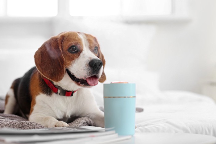 小さい加湿器の前にいる犬