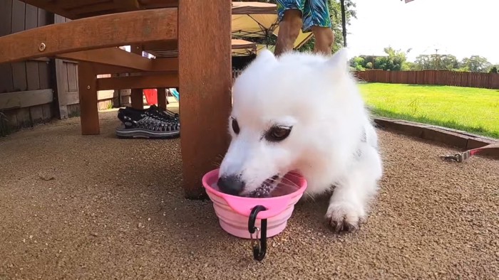 水を飲むスピッツ