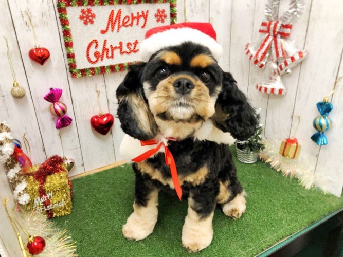 クリスマスコスの犬