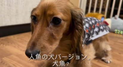 犬魚