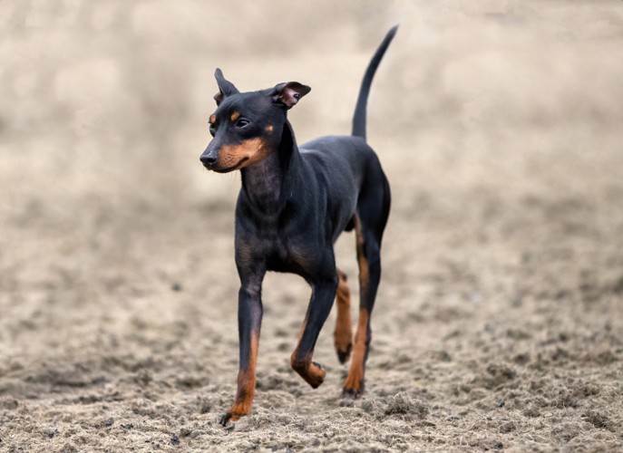 周囲を見ながら砂場を歩くトイ・マンチェスター・テリア