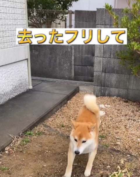 こっそり観察するコゴローくん