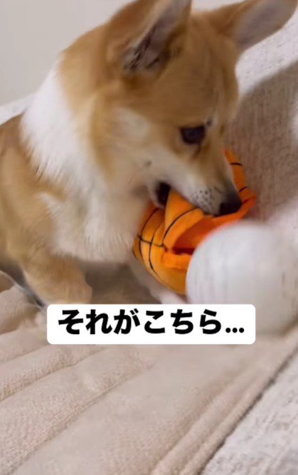 ボールを取り出したら…