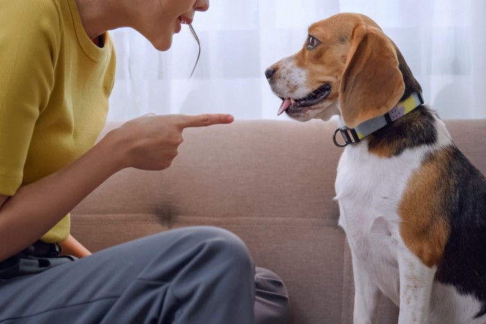 注意される子犬