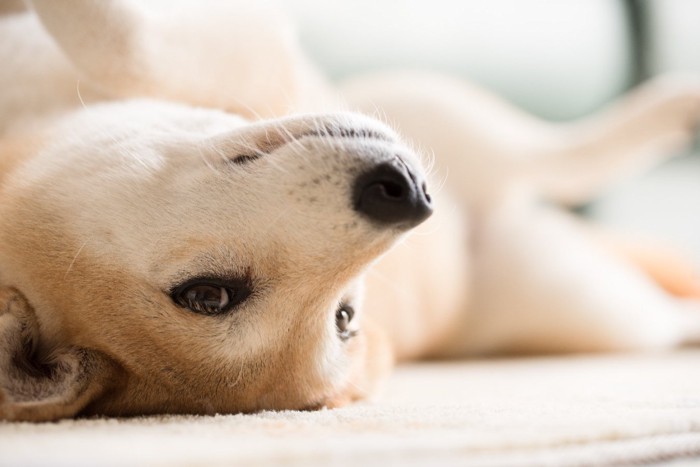 仰向けに寝転がる柴犬