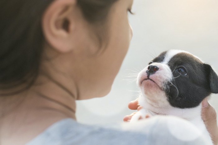 飼い主さんに抱かれて見つめる子犬