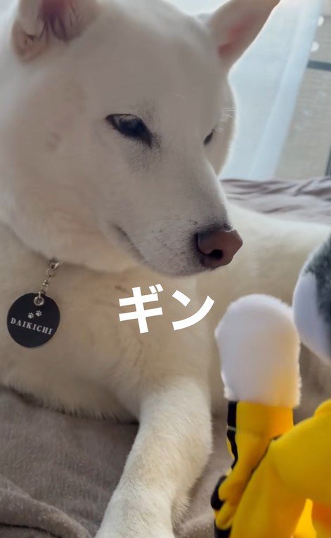 パンチするおもちゃVSだい吉くん9