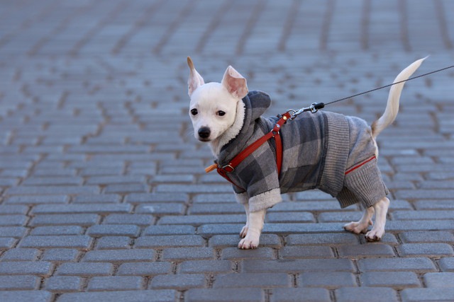 服を着ている小型犬