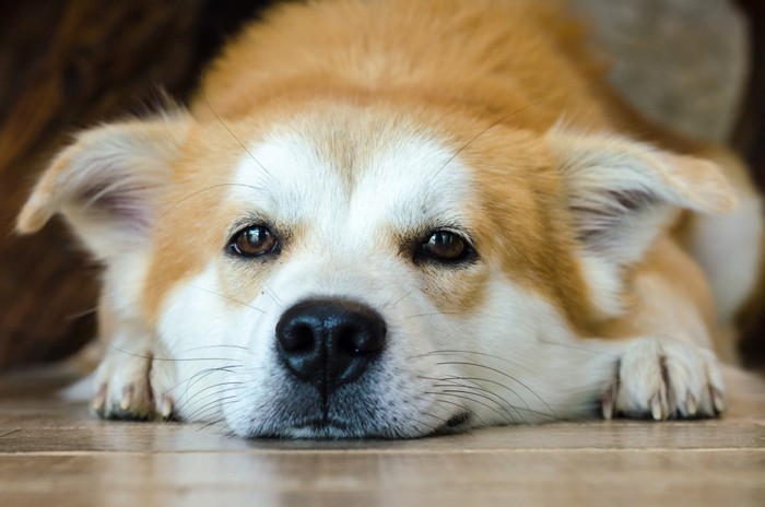 寝そべる犬