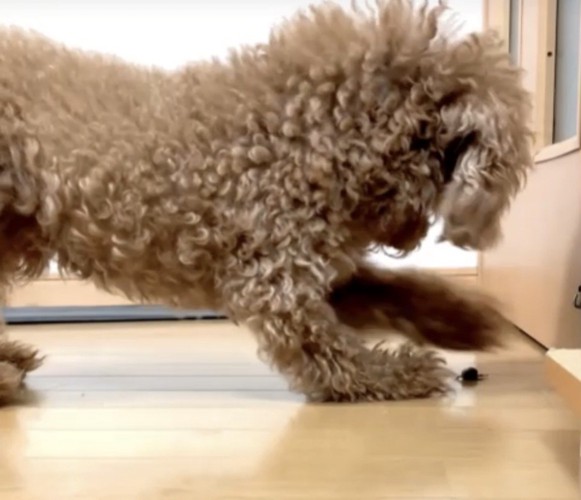 床を掘る犬