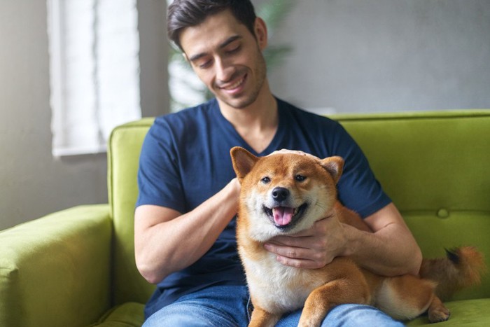 飼い主の膝に乗る柴犬