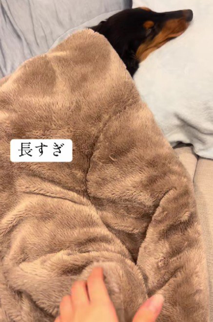お昼寝中のウニマルちゃん