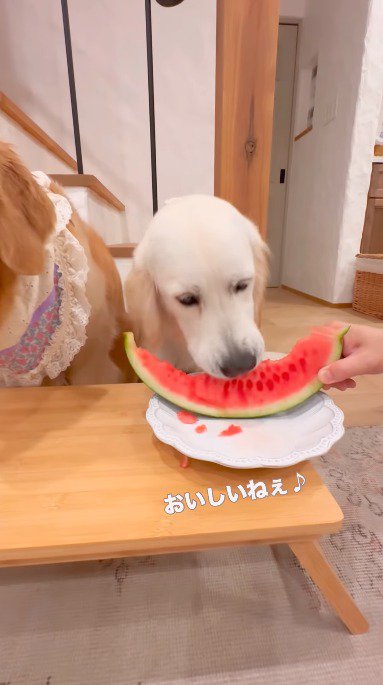 スイカを食べる白い犬
