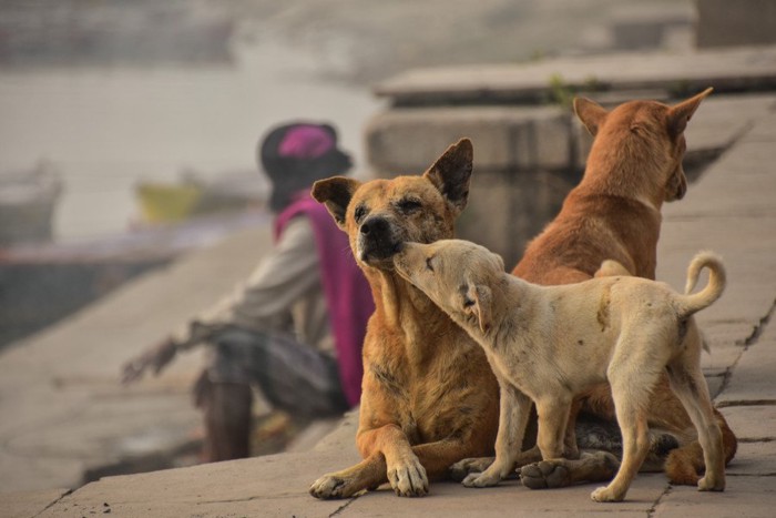 3匹の犬の親子