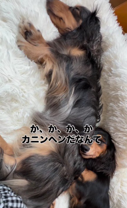 ミニチュアより大きい！